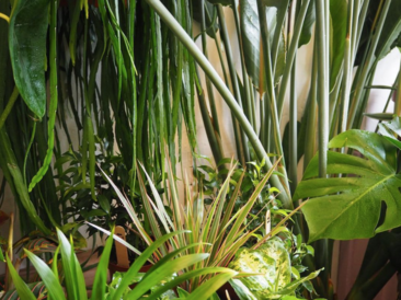 Our indoor jungle.. the home of healthy houseplants!