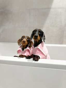 Dachshunds in Pink Bathrobes