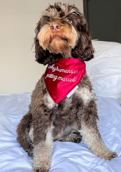 Cockapoo with my humans are getting married bandana
