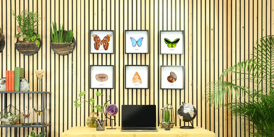 Butterfly & Fossil frames