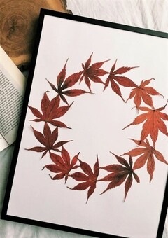 Japanese Maple Leaf Herbarium in Frame