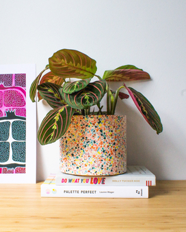 Handmade large plant pot featuring rainbow coloured terrazzo chips sitting on a pile of books with a maranta plant inside.