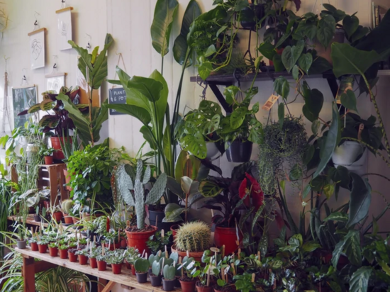 Our houseplant shop in Salisbury