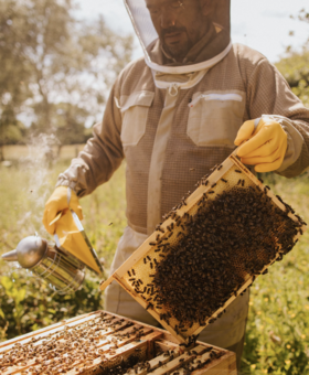 Beekeeper Andre Cardona checking hives in his Hertfordshire apiary