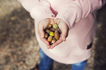 childs hand holding acorns