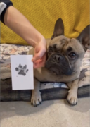 A french bulldog with his pawprint on blank card