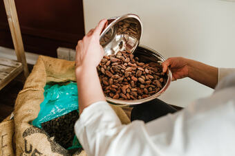 sorting of the raw cacao beans, before roasting