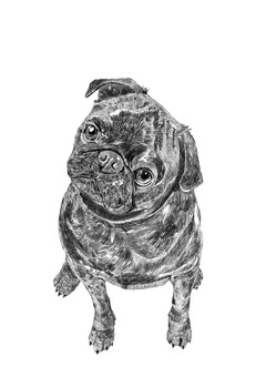 Black Pug Mini Print