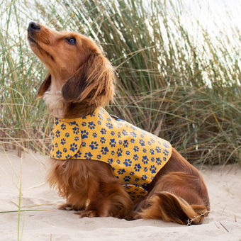 Mustard and navy organic cotton paw print dog harness