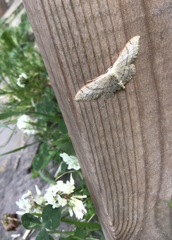 Riband Wave UK garden moth with wild flowers