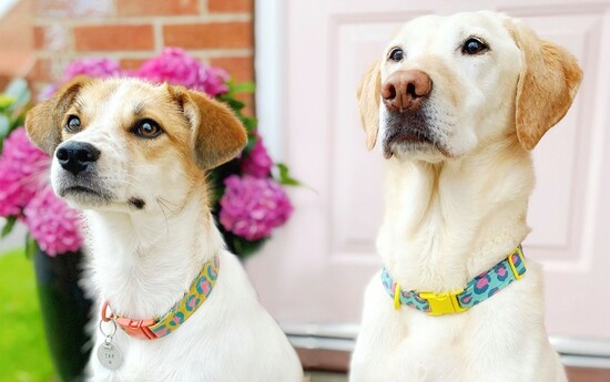 dogs in collars