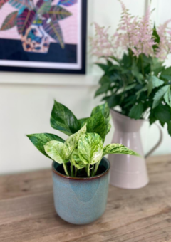 Marble Queen Houseplant The Ginger Jungle