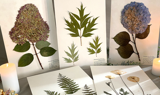 Lydia Florence herbarium pages