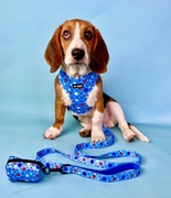 dog wearing blue polka do harness, lead, collar and poo bag holder 