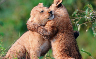 Lion cubs hugging