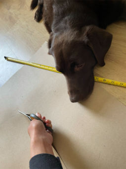 pattern cutting a dog bed chocolate Labrador watches