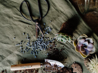 Plants Tools botanical 