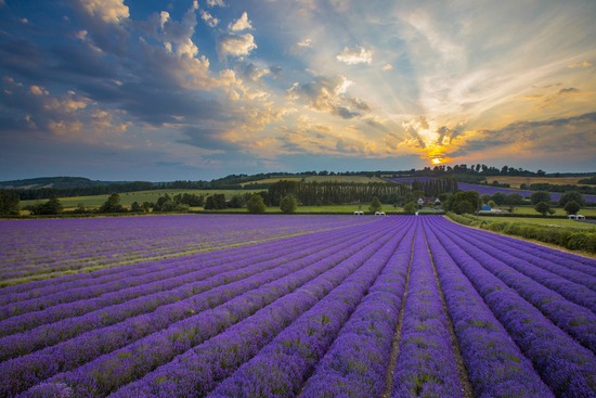 Castle Farm Lavender